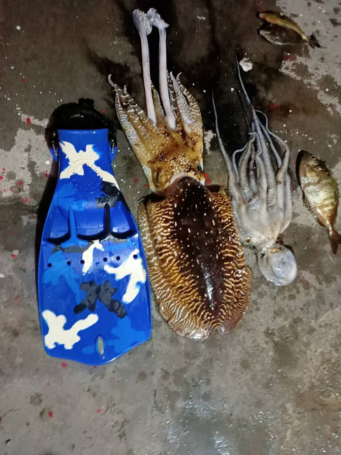 PACIFIC 飛魚碳纖維魚叉組 商品圖 4